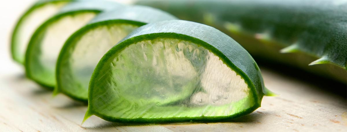 Aloe Vera Aloe Vera